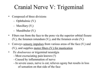 Cranial Nerve V: Trigeminal 
• Composed of three divisions 
– Ophthalmic (V1) 
– Maxillary (V2) 
– Mandibular (V3) 
• Fibers run from the face to the pons via the superior orbital fissure 
(V1), the foramen rotundum (V2), and the foramen ovale (V3) 
• Conveys sensory impulses from various areas of the face (V1) and 
(V2), and supplies motor fibers (V3) for mastication 
• Tic douloureux or trigeminal neuralgia 
- Most excruciating pain known (?) 
- Caused by inflammation of nerve 
- In severe cases, nerve is cut; relieves agony but results in loss 
of sensation on that side of the face 
 