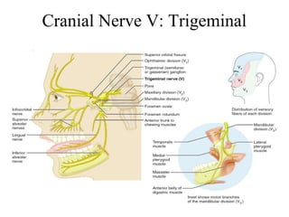 Cranial Nerve V: Trigeminal 
 