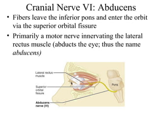 Cranial Nerve VI: Abducens 
• Fibers leave the inferior pons and enter the orbit 
via the superior orbital fissure 
• Primarily a motor nerve innervating the lateral 
rectus muscle (abducts the eye; thus the name 
abducens) 
 