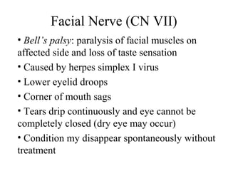 Facial Nerve (CN VII) 
• Bell’s palsy: paralysis of facial muscles on 
affected side and loss of taste sensation 
• Caused by herpes simplex I virus 
• Lower eyelid droops 
• Corner of mouth sags 
• Tears drip continuously and eye cannot be 
completely closed (dry eye may occur) 
• Condition my disappear spontaneously without 
treatment 
 