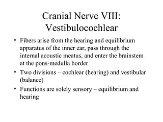 Cranial Nerve VIII: 
Vestibulocochlear 
• Fibers arise from the hearing and equilibrium 
apparatus of the inner ear, pass through the 
internal acoustic meatus, and enter the brainstem 
at the pons-medulla border 
• Two divisions – cochlear (hearing) and vestibular 
(balance) 
• Functions are solely sensory – equilibrium and 
hearing 
 