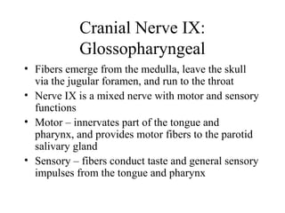 Cranial Nerve IX: 
Glossopharyngeal 
• Fibers emerge from the medulla, leave the skull 
via the jugular foramen, and run to the throat 
• Nerve IX is a mixed nerve with motor and sensory 
functions 
• Motor – innervates part of the tongue and 
pharynx, and provides motor fibers to the parotid 
salivary gland 
• Sensory – fibers conduct taste and general sensory 
impulses from the tongue and pharynx 
 