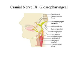 Cranial Nerve IX: Glossopharyngeal 
 