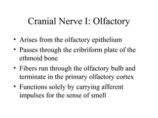 Cranial Nerve I: Olfactory 
• Arises from the olfactory epithelium 
• Passes through the cribriform plate of the 
ethmoid bone 
• Fibers run through the olfactory bulb and 
terminate in the primary olfactory cortex 
• Functions solely by carrying afferent 
impulses for the sense of smell 
 