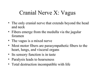 Cranial Nerve X: Vagus 
• The only cranial nerve that extends beyond the head 
and neck 
• Fibers emerge from the medulla via the jugular 
foramen 
• The vagus is a mixed nerve 
• Most motor fibers are parasympathetic fibers to the 
heart, lungs, and visceral organs 
• Its sensory function is in taste 
• Paralysis leads to hoarseness 
• Total destruction incompatible with life 
 