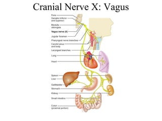 Cranial Nerve X: Vagus 
 