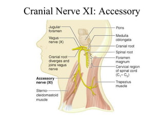 Cranial Nerve XI: Accessory 
 