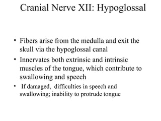 Cranial Nerve XII: Hypoglossal 
• Fibers arise from the medulla and exit the 
skull via the hypoglossal canal 
• Innervates both extrinsic and intrinsic 
muscles of the tongue, which contribute to 
swallowing and speech 
• If damaged, difficulties in speech and 
swallowing; inability to protrude tongue 
 