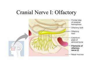 Cranial Nerve I: Olfactory 
 