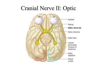 Cranial Nerve II: Optic 
 