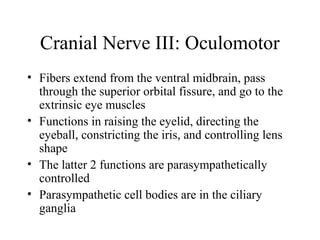 Cranial Nerve III: Oculomotor 
• Fibers extend from the ventral midbrain, pass 
through the superior orbital fissure, and go to the 
extrinsic eye muscles 
• Functions in raising the eyelid, directing the 
eyeball, constricting the iris, and controlling lens 
shape 
• The latter 2 functions are parasympathetically 
controlled 
• Parasympathetic cell bodies are in the ciliary 
ganglia 
 