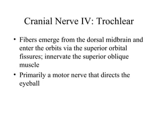 Cranial Nerve IV: Trochlear 
• Fibers emerge from the dorsal midbrain and 
enter the orbits via the superior orbital 
fissures; innervate the superior oblique 
muscle 
• Primarily a motor nerve that directs the 
eyeball 
 