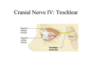 Cranial Nerve IV: Trochlear 
 