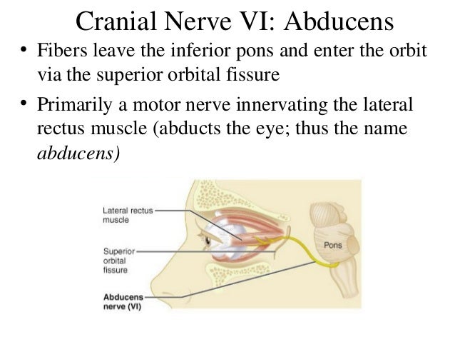 Cranial nerves