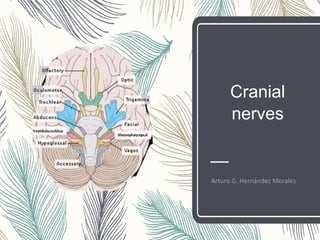 Cranial
nerves
Arturo G. Hernández Morales
 