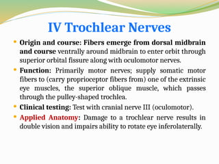IV Trochlear Nerves
 Origin and course: Fibers emerge from dorsal midbrain
and course ventrally around midbrain to enter orbit through
superior orbital fissure along with oculomotor nerves.
 Function: Primarily motor nerves; supply somatic motor
fibers to (carry proprioceptor fibers from) one of the extrinsic
eye muscles, the superior oblique muscle, which passes
through the pulley-shaped trochlea.
 Clinical testing: Test with cranial nerve III (oculomotor).
 Applied Anatomy: Damage to a trochlear nerve results in
double vision and impairs ability to rotate eye inferolaterally.
 