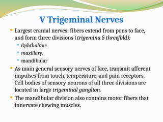 V Trigeminal Nerves
 Largest cranial nerves; fibers extend from pons to face,
and form three divisions (trigemina 5 threefold):
 Ophthalmic
 maxillary,
 mandibular
 As main general sensory nerves of face, transmit afferent
impulses from touch, temperature, and pain receptors.
Cell bodies of sensory neurons of all three divisions are
located in large trigeminal ganglion.
 The mandibular division also contains motor fibers that
innervate chewing muscles.
 