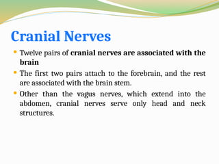 Cranial Nerves
 Twelve pairs of cranial nerves are associated with the
brain
 The first two pairs attach to the forebrain, and the rest
are associated with the brain stem.
 Other than the vagus nerves, which extend into the
abdomen, cranial nerves serve only head and neck
structures.
 