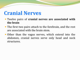 Cranial Nerves
 Twelve pairs of cranial nerves are associated with
the brain
 The first two pairs attach to the forebrain, and the rest
are associated with the brain stem.
 Other than the vagus nerves, which extend into the
abdomen, cranial nerves serve only head and neck
structures.
 