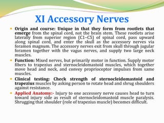 XI Accessory Nerves
 Origin and course: Unique in that they form from rootlets that
emerge from the spinal cord, not the brain stem. These rootlets arise
laterally from superior region (C1–C5) of spinal cord, pass upward
along spinal cord, and enter the skull as the accessory nerves via
foramen magnum. The accessory nerves exit from skull through jugular
foramen together with the vagus nerves, and supply two large neck
muscles.
 Function: Mixed nerves, but primarily motor in function. Supply motor
fibers to trapezius and sternocleidomastoid muscles, which together
move head and neck, and convey proprioceptor impulses from same
muscles.
 Clinical testing: Check strength of sternocleidomastoid and
trapezius muscles by asking person to rotate head and shrug shoulders
against resistance.
 Applied Anatomy:- Injury to one accessory nerve causes head to turn
toward injury side as result of sternocleidomastoid muscle paralysis.
Shrugging that shoulder (role of trapezius muscle) becomes difficult.
 