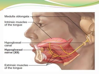 Cranial nerves