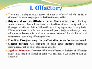 I. Olfactory
 These are the tiny sensory nerves (filaments) of smell, which run from
the nasal mucosa to synapse with the olfactory bulbs.
 Origin and course: Olfactory nerve fibers arise from olfactory
sensory neurons located in olfactory epithelium of nasal cavity and pass
through cribriform plate of ethmoid bone to synapse in olfactory bulb.
Fibers of olfactory bulb neurons extend posteriorly as olfactory tract,
which runs beneath frontal lobe to enter cerebral hemispheres and
terminates in primary olfactory cortex.
 Function: Purely sensory; carry afferent impulses for sense of smell.
 Clinical testing: Ask subject to sniff and identify aromatic
substances, such as oil of cloves and vanilla.
 Applied Anatomy:- Fracture of ethmoid bone or lesions of olfactory
fibers may result in partial or total loss of smell, a condition known as
anosmia
 