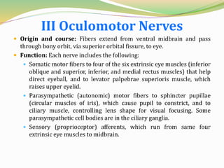 III Oculomotor Nerves
 Origin and course: Fibers extend from ventral midbrain and pass
through bony orbit, via superior orbital fissure, to eye.
 Function: Each nerve includes the following:
 Somatic motor fibers to four of the six extrinsic eye muscles (inferior
oblique and superior, inferior, and medial rectus muscles) that help
direct eyeball, and to levator palpebrae superioris muscle, which
raises upper eyelid.
 Parasympathetic (autonomic) motor fibers to sphincter pupillae
(circular muscles of iris), which cause pupil to constrict, and to
ciliary muscle, controlling lens shape for visual focusing. Some
parasympathetic cell bodies are in the ciliary ganglia.
 Sensory (proprioceptor) afferents, which run from same four
extrinsic eye muscles to midbrain.
 