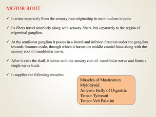 MOTOR ROOT
 It arises separately from the sensory root originating in main nucleus in pons
 Its fibers travel anteriorly along with sensory fibers, but separately to the region of
trigeminal ganglion.
 At the semilunar ganglion it passes in a lateral and inferior direction under the ganglion
towards foramen ovale, through which it leaves the middle cranial fossa along with the
sensory root of mandibular nerve.
 After it exits the skull, it unites with the sensory root of mandibular nerve and forms a
single nerve trunk.
 It supplies the following muscles:
Muscles of Mastication
Mylohyoid
Anterior Belly of Digastric
Tensor Tympani
Tensor Veli Palatini
 