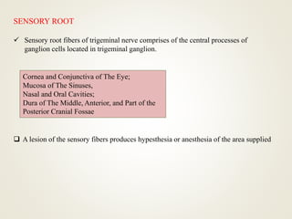 SENSORY ROOT
 Sensory root fibers of trigeminal nerve comprises of the central processes of
ganglion cells located in trigeminal ganglion.
Cornea and Conjunctiva of The Eye;
Mucosa of The Sinuses,
Nasal and Oral Cavities;
Dura of The Middle, Anterior, and Part of the
Posterior Cranial Fossae
 A lesion of the sensory fibers produces hypesthesia or anesthesia of the area supplied
 
