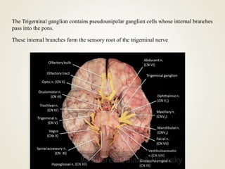 The Trigeminal ganglion contains pseudounipolar ganglion cells whose internal branches
pass into the pons.
These internal branches form the sensory root of the trigeminal nerve
 