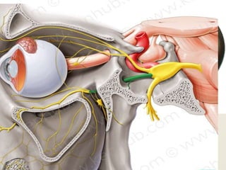  First division
 Carries sensory fibers from the structures derived from fronto-nasal process.
 Leaves the cranial cavity through Superior Orbital Fissure.
OPHTHALMIC NERVE
Functions
 Eyeballs
 Skin of upper face and anterior scalp
 Lining of upper part of nasal cavity
 Air cells
 Meninges of anterior cranial fossa
 Cilliary and iris muscles for accommodation
and pupillary constriction.
 Lacrimal gland
 