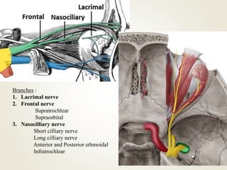 Branches :
1. Lacrimal nerve
2. Frontal nerve
Supratrochlear
Supraorbital
3. Nasocilliary nerve
Short cilliary nerve
Long cilliary nerve
Anterior and Posterior ethmoidal
Infratrochlear
 
