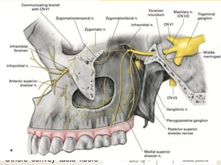 MAXILLARY NERVE
• Second division.
• It is purely sensory.
• The nerve leaves the middle cranial fossa through the foramen rotundum
to reach the Pterygopalatine fossa
Functions :
 Skin of face between lower eyelid and the mouth.
 From nasal cavity and sinuses
 Maxillary teeth and PDL tissues.
 Receives postganglionic
Parasympathetic fibers from
pterygopalatine ganglion
which
pass to the
LACRIMAL,NASAL and
PALATINE GLANDS.
Others convey taste fibers
 