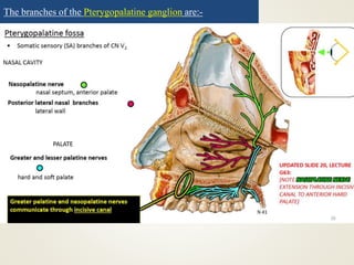 The branches of the Pterygopalatine ganglion are:-
I. Orbital branches: Periosteum of orbit.
II. Palatine branches:
1.Anterior/Greater palatine
2.Lesser palatine
III. Nasal branches:
1.Posterior superior lateral
2.Nasopalatine/Sphenopalatine
IV. Pharyngeal branches: mucous membrane of Nasopharynx
 