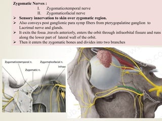 Zygomatic Nerves :
I. Zygomaticotemporal nerve
II. Zygomaticofacial nerve
 Sensory innervation to skin over zygomatic region.
 Also conveys post ganglionic para symp fibers from pterygopalatine ganglion to
Lacrimal nerve and glands.
 It exits the fossa ,travels anteriorly, enters the orbit through infraorbital fissure and runs
along the lower part of lateral wall of the orbit.
 Then it enters the zygomatic bones and divides into two branches
 