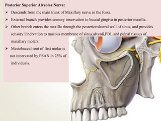 Posterior Superior Alveolar Nerve:
 Descends from the main trunk of Maxillary nerve in the fossa.
 External branch provides sensory innervation to buccal gingiva in posterior maxilla.
 Other branch enters the maxilla through the posteriorolateral wall of sinus, and provides
sensory innervation to mucous membrane of sinus,alveoli,PDL and pulpal tissues of
maxillary molars.
 Mesiobuccal root of first molar is
not innervated by PSAN in 25% of
individuals.
 