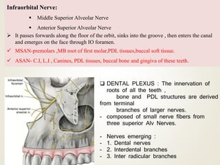 Infraorbital Nerve:
 Middle Superior Alveolar Nerve
 Anterior Superior Alveolar Nerve
 It passes forwards along the floor of the orbit, sinks into the groove , then enters the canal
and emerges on the face through IO foramen.
 MSAN-premolars ,MB root of first molar,PDL tissues,buccal soft tissue.
 ASAN- C.I, L.I , Canines, PDL tissues, buccal bone and gingiva of these teeth.
 DENTAL PLEXUS : The innervation of
roots of all the teeth ,
bone and PDL structures are derived
from terminal
branches of larger nerves.
- composed of small nerve fibers from
three superior Alv Nerves.
- Nerves emerging :
- 1. Dental nerves
- 2. Interdental branches
- 3. Inter radicular branches
 