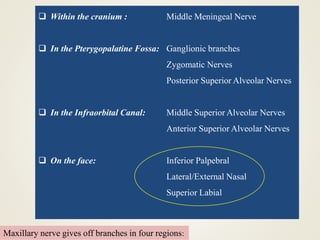 Maxillary nerve gives off branches in four regions:
 Within the cranium : Middle Meningeal Nerve
 In the Pterygopalatine Fossa: Ganglionic branches
Zygomatic Nerves
Posterior Superior Alveolar Nerves
 In the Infraorbital Canal: Middle Superior Alveolar Nerves
Anterior Superior Alveolar Nerves
 On the face: Inferior Palpebral
Lateral/External Nasal
Superior Labial
 