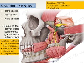 MANDIBULAR NERVE
• Third division and the largest branch.
• Mixed nerve.
• Nerve of first branchial arch.
Functions : MOTOR
 Muscles of Mastication
 Mylohyoid
 Anterior Belly of Digastric
 Tensor Tympani
 Tensor Veli Palatini
Functions : SENSORY
 Skin over the mandible
 Side of cheek and temple
 Oral cavity and its contents
 External ear
 Tympanic membrane & TMJ
 Some of the branches also
convey parasympathetic
secretomotor fibers to salivary
glands and taste fibers from
anterior portion of tongue.
 
