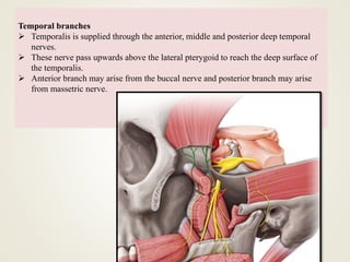 Temporal branches
 Temporalis is supplied through the anterior, middle and posterior deep temporal
nerves.
 These nerve pass upwards above the lateral pterygoid to reach the deep surface of
the temporalis.
 Anterior branch may arise from the buccal nerve and posterior branch may arise
from massetric nerve.
 