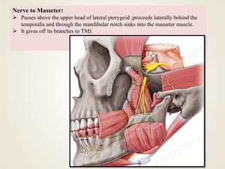 Nerve to Masseter:
 Passes above the upper head of lateral pterygoid ,proceeds laterally behind the
temporalis and through the mandibular notch sinks into the masseter muscle.
 It gives off its branches to TMJ.
 