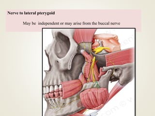 Nerve to lateral pterygoid
May be independent or may arise from the buccal nerve
 