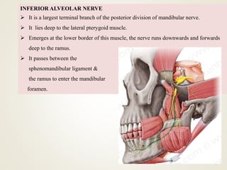 INFERIOR ALVEOLAR NERVE
 It is a largest terminal branch of the posterior division of mandibular nerve.
 It lies deep to the lateral pterygoid muscle.
 Emerges at the lower border of this muscle, the nerve runs downwards and forwards
deep to the ramus.
 It passes between the
sphenomandibular ligament &
the ramus to enter the mandibular
foramen.
 