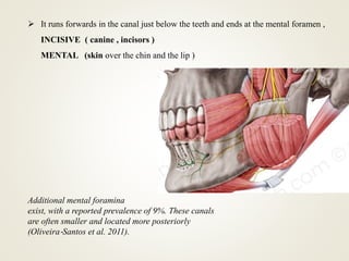 Additional mental foramina
exist, with a reported prevalence of 9%. These canals
are often smaller and located more posteriorly
(Oliveira‐Santos et al. 2011).
 It runs forwards in the canal just below the teeth and ends at the mental foramen ,
INCISIVE ( canine , incisors )
MENTAL (skin over the chin and the lip )
 