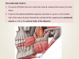 MYLOHYOID NERVE :
 It is given off before the nerve enters the canal & contains both sensory & motor
fibres.
 It pierces the sphenomandibular ligament, descends in a groove in the medial
side of the ramus & passes beneath the mylohyoid line supplying the mylohyoid
muscle as well as the anterior belly of the digastric.
 