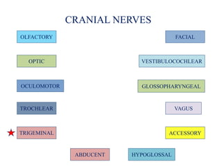CRANIAL NERVES
OLFACTORY
GLOSSOPHARYNGEAL
ABDUCENT
TRIGEMINAL ACCESSORY
OPTIC
FACIAL
VESTIBULOCOCHLEAR
OCULOMOTOR
VAGUSTROCHLEAR
HYPOGLOSSAL
 