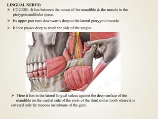 LINGUAL NERVE:
 COURSE :It lies between the ramus of the mandible & the muscle in the
pterygomandibular space.
 Its upper part runs downwards deep to the lateral pterygoid muscle.
 It then passes deep to reach the side of the tongue.
 Here it lies in the lateral lingual sulcus against the deep surface of the
mandible on the medial side of the roots of the third molar tooth where it is
covered only by mucous membrane of the gum.
 