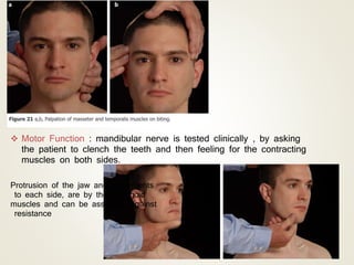  Motor Function : mandibular nerve is tested clinically , by asking
the patient to clench the teeth and then feeling for the contracting
muscles on both sides.
Protrusion of the jaw and movements
to each side, are by the pterygoid
muscles and can be assessed against
resistance
 