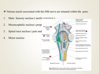  Various nuclei associated with the fifth nerve are situated within the pons.
1. Main Sensory nucleus ( tactile sensation )
2. Mesencephalic nucleus ( proprioceptive sensibility )
3. Spinal tract nucleus ( pain and temperature)
4. Motor nucleus
 