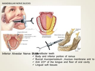 MANDIBULAR NERVE BLOCKS
Inferior Alveolar Nerve Block Mandibular teeth
 Body and inferior portion of ramus
 Buccal mucoperiosteum ,mucous membrane antr to
 Antr 2/3rd of the tongue and floor of oral cavity
 Lingual soft tissues
 